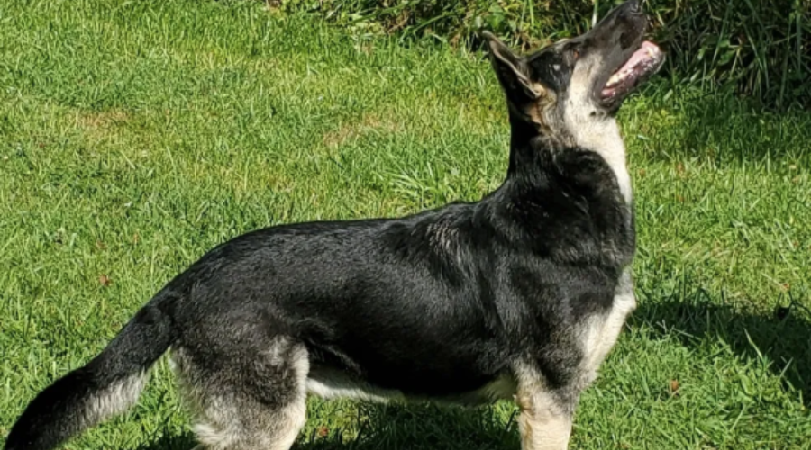 Silver Edition's Hidi of Royalair, GSD, Rosehall Shepherds, Straight-back shepherds