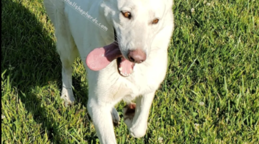 White german shepherd dog